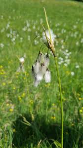 Attēlu rezultāti vaicājumam “Eriophorum latifolium flower”