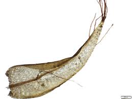 Attēlu rezultāti vaicājumam “Warnstorfia fluitans”