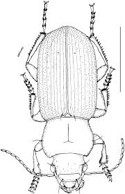 Attēlu rezultāti vaicājumam “Harpalus sp.”