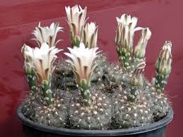 Image result for Gymnocalycium