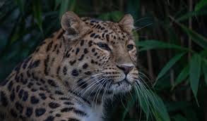 Image result for Essex Leopards