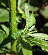 Attēlu rezultāti vaicājumam “Erysimum cheiranthoides leaf”