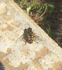 Attēlu rezultāti vaicājumam “Helophilus sp.”