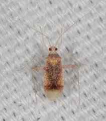 Attēlu rezultāti vaicājumam “Phytocoris longipennis”