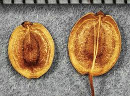 Attēlu rezultāti vaicājumam “Pastinaca sativa subsp. sylvestris fruit”