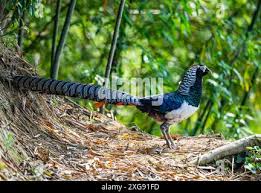 Image result for Chrysolophus amherstiae