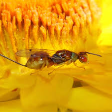 Attēlu rezultāti vaicājumam “Torymidae”