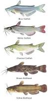 Image result for Ictalurus furcatus
