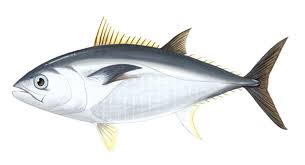 Image result for Thunnus atlanticus