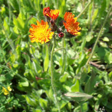 Attēlu rezultāti vaicājumam “Pilosella aurantiaca flower”