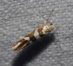 Attēlu rezultāti vaicājumam “Argyresthia goedartella”