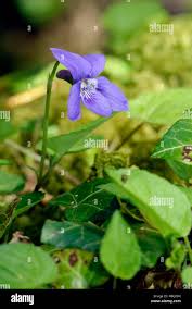 Attēlu rezultāti vaicājumam “Viola reichenbachiana leaf”