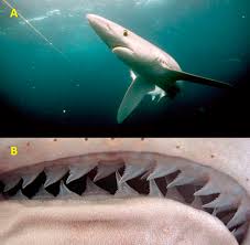 Image result for Prionace glauca