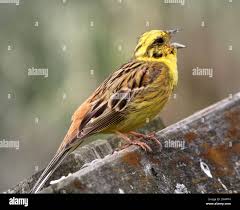 Attēlu rezultāti vaicājumam “Emberiza citrinella male”