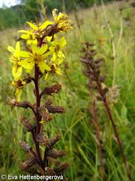 Attēlu rezultāti vaicājumam “Ligularia sibirica flower”