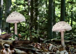 Attēlu rezultāti vaicājumam “Vouauxiomyces santessonii”