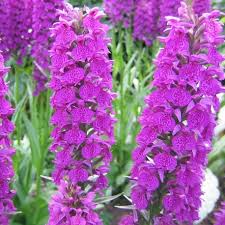 Attēlu rezultāti vaicājumam “Dactylorhiza”