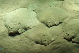 Image result for Scophthalmus maximus