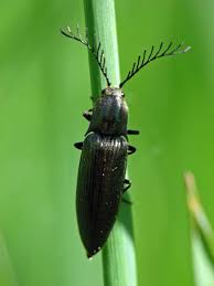 Attēlu rezultāti vaicājumam “Ctenicera pectinicornis female”