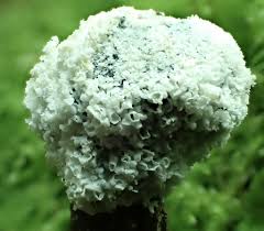 Attēlu rezultāti vaicājumam “Lignydium muscorum macro”