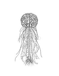 Attēlu rezultāti vaicājumam “Scyphozoa”