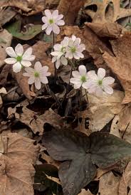 Attēlu rezultāti vaicājumam “Hepatica nobilis leaf”