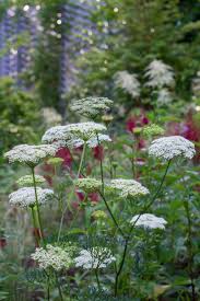 Attēlu rezultāti vaicājumam “Cenolophium denudatum”