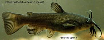 Image result for Ameiurus catus