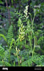 Attēlu rezultāti vaicājumam “Astragalus arenarius leaf”