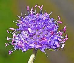 Attēlu rezultāti vaicājumam “Succisa pratensis bud”