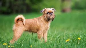 Image result for brüsseler giffon