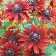 Attēlu rezultāti vaicājumam “Rudbeckia hirta var. pulcherrima”