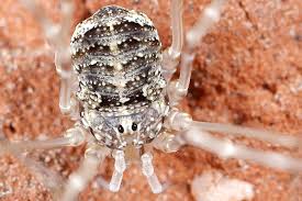 Attēlu rezultāti vaicājumam “Lophopilio palpinalis”