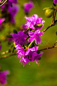 Attēlu rezultāti vaicājumam “Ledum palustre flower”