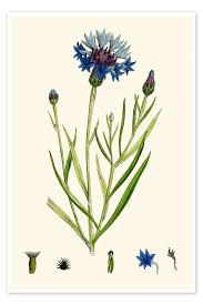 Image result for Centaurea cyanus