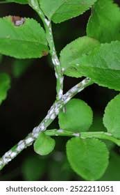 Attēlu rezultāti vaicājumam “Chionaspis salicis”