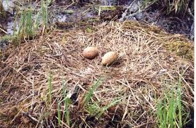 Attēlu rezultāti vaicājumam “Grus grus nest”