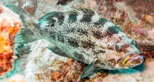 Image result for Mycteroperca phenax