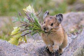 Attēlu rezultāti vaicājumam “Leporida”