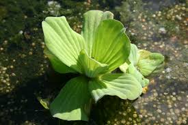 Attēlu rezultāti vaicājumam “Pistia stratiotes leaf”