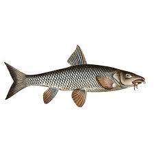 Image result for Barbus barbus