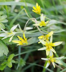 Attēlu rezultāti vaicājumam “Gagea pratensis”