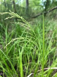 Attēlu rezultāti vaicājumam “Glyceria striata fruit”