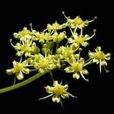 Attēlu rezultāti vaicājumam “Heracleum sphondylium subsp. sibiricum”