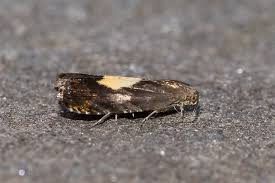 Attēlu rezultāti vaicājumam “Pammene rhediella”