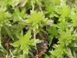 Attēlu rezultāti vaicājumam “Sphagnum”