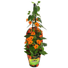 Image result for schwarzäugige Susanne