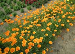 Attēlu rezultāti vaicājumam “Eschscholzia californica”