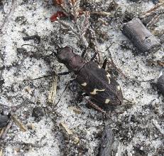 Attēlu rezultāti vaicājumam “Cicindela sylvatica”