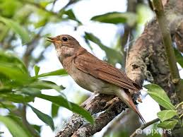 Image result for Luscinia luscinia